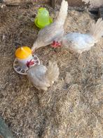 SPOED! 4 kippen die een huisje zoeken!, Dieren en Toebehoren, Pluimvee, Meerdere dieren, Kip