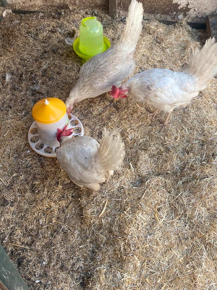SPOED! 4 kippen die een huisje zoeken!, Dieren en Toebehoren, Pluimvee, Kip, Meerdere dieren