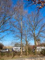 Gratis brandbare bomen kappen, in goed overleg., Tuin en Terras, Ophalen of Verzenden