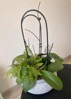 Mooie kamerplanten, Huis en Inrichting, Kamerplanten, Ophalen, Halfschaduw, Minder dan 100 cm