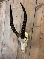 Mooie blesbok schedel inclusief bovenkaak, Ophalen of Verzenden, Nieuw, Wild dier, Schedel