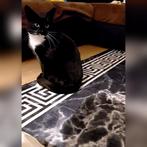 Kat, Dieren en Toebehoren, Katten en Kittens | Raskatten | Korthaar, Kater, Gechipt, 3 tot 5 jaar