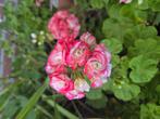 Pelargonium 'Appleblossum', Ophalen, Overige soorten