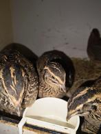 Japanse Jumbo Kwartels, Dieren en Toebehoren, Pluimvee, Meerdere dieren, Overige soorten