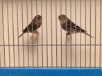 Koppel Europese Fraters, Dieren en Toebehoren, Vogels | Overige Vogels, Meerdere dieren, Tropenvogel, Geringd