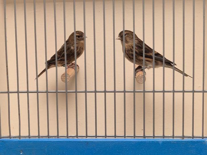 Koppel Europese Fraters, Dieren en Toebehoren, Vogels | Overige Vogels, Tropenvogel, Meerdere dieren, Geringd