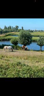 24/7 pony plekje aangeboden