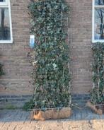 hedera haag kant en klaar, Ophalen of Verzenden, Overige soorten, Haag, 100 tot 250 cm