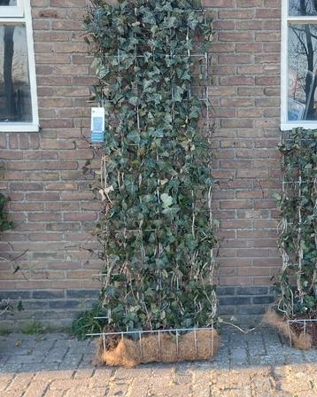 hedera haag kant en klaar beschikbaar voor biedingen