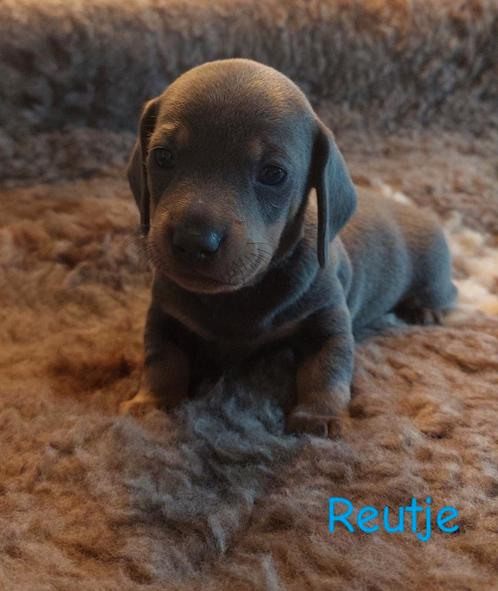 Mooie kaninchen/dwerg teckel pups (nog 1 reutje beschikbaar), Dieren en Toebehoren, Honden | Teckels en Dashonden, Meerdere dieren