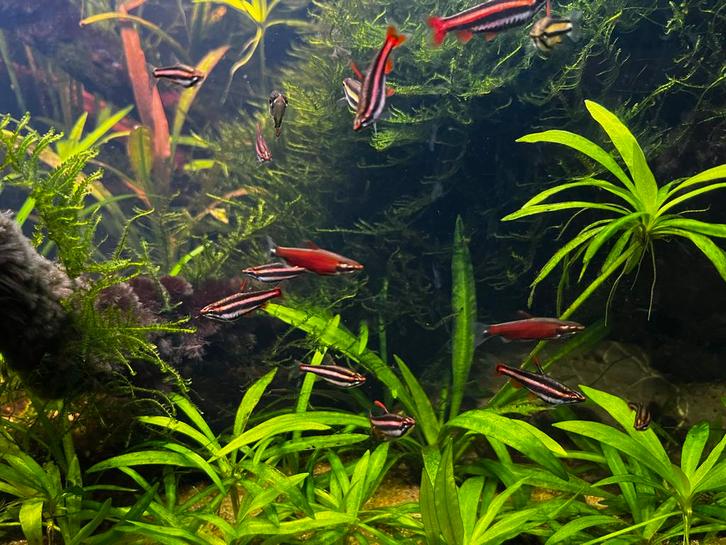 Nannostomus morthenthalerie, Dieren en Toebehoren, Vissen | Aquaria en Toebehoren, Nieuw, Ophalen