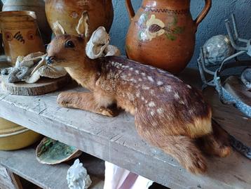Taxidermie, reekalf hert opgezet  beschikbaar voor biedingen