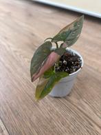 Syngonium pink splash, Huis en Inrichting, Kamerplanten, Ophalen of Verzenden
