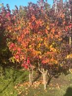 Mooie struiken . Liquidambar. Amelchier. Sorbus. Berken, Tuin en Terras, Planten | Bomen, Ophalen of Verzenden