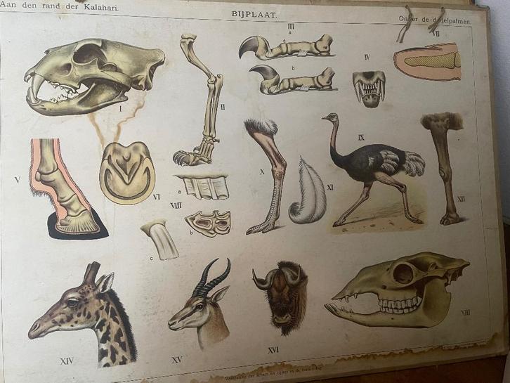 Oude schoolplaten te koop, Antiek en Kunst, Antiek | Schoolplaten, Geschiedenis, Ophalen