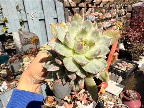 Echeveria Queen Maria Variegated/pot 8.5cm/vetplantnen, Huis en Inrichting, Kamerplanten, Overige soorten, Minder dan 100 cm, Ophalen of Verzenden