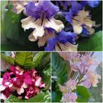 Streptocarpus bladstekken (Alexis, Merlin en Flavia, Ophalen of Verzenden, Overige soorten, Minder dan 100 cm