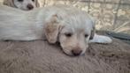 Medium Labradoodle pup, 8 tot 15 weken, Meerdere, Meerdere dieren, Middel