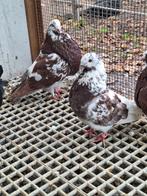 Gaditano kropper kroppers koppel, Meerdere dieren, Overige soorten