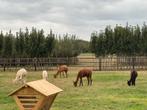 Alpaca’s diverse kleuren, hengsten, merrie, ruin, Dieren en Toebehoren, Overige Dieren, Juli, Meerdere dieren