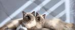 2 prachtige Ragdoll zusjes, Poes, Gechipt, 0 tot 2 jaar