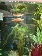 Aquarium vissen Zwaarddragers, Ophalen of Verzenden