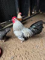 5 of 6 Hanen, Dieren en Toebehoren, Pluimvee, Mannelijk, Kip