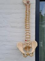 Anatomische Wervelkolom Model, Ophalen of Verzenden