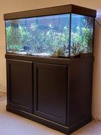 Compleet aquarium met zwarte kast en toebehoren, Dieren en Toebehoren, Vissen | Aquaria en Toebehoren, Ophalen, Gebruikt, Gevuld zoetwateraquarium