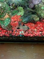 Diverse vissen, Dieren en Toebehoren