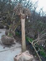 Bol robinia, Bloeit niet, Halfschaduw, 100 tot 250 cm, Overige soorten