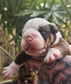 Prachtige old english bulldog pups, Dieren en Toebehoren, Honden | Bulldogs, Pinschers en Molossers, Bulldog, Meerdere, Meerdere dieren