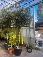 Photinia Red Robin op Stam - Prachtige Glansmispel €195, Ophalen of Verzenden
