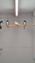 Splendid parkieten, Dieren en Toebehoren, Meerdere dieren, Parkiet, Geringd