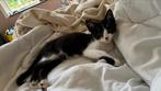 Mooie katers, Kater