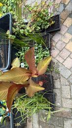 Diverse soorten vijverplanten, Ophalen, Nieuw, Overige typen