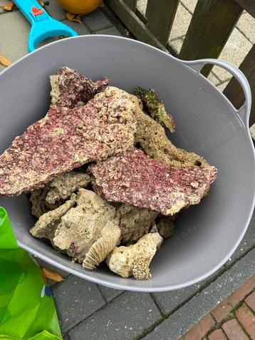 Steen (levend steen) zee aquarium zout water beschikbaar voor biedingen