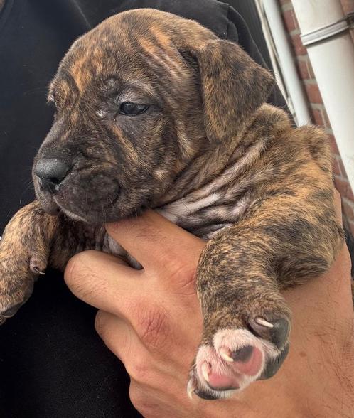 Amerikaanse stafford pup, Dieren en Toebehoren, Honden | Jack Russells en Terriërs, Teef, American Staffordshire Terriër, Particulier