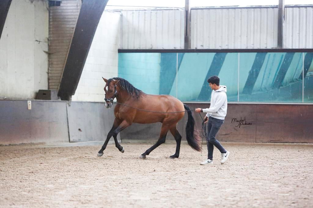 Paard in training/paardentrainer beschikbaar vanaf maart, Ophalen, Nieuw