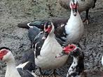 Kaapse eenden 25 stuks VERKOCHT, Dieren en Toebehoren, Pluimvee, Meerdere dieren, Eend