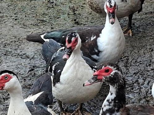 Kaapse eenden 25 stuks VERKOCHT, Dieren en Toebehoren, Pluimvee, Eend, Meerdere dieren
