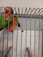 Dwergpapegaai, Geslacht onbekend, Dwergpapegaai of Agapornis