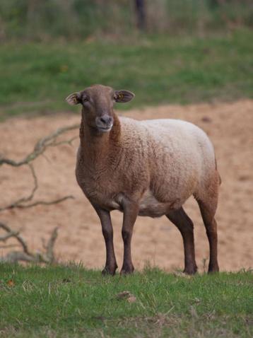Nolana landschaap beschikbaar voor biedingen