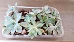 Bakje 1 echeveria graptopetalum vetplant succulent, Vetplant, Ophalen of Verzenden, In pot, Minder dan 100 cm
