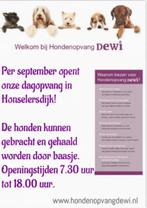 Hondenopvang DeWi opent nieuwe dagopvang vlakbij Den Haag!