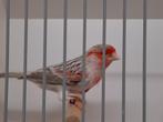 Agaat topaas rood mozaïek man, Dieren en Toebehoren, Mannelijk, Kleurkanarie
