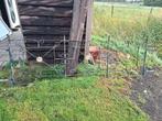 Te koop geklonken antiek hekwerk, Tuin en Terras, Ophalen, Gebruikt, IJzer, Sierhekwerk