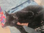kitten, Dieren en Toebehoren