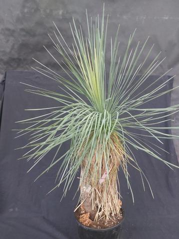 Yucca linearifolia ssp. Galeana 22, 95 cm, stam 45 cm beschikbaar voor biedingen