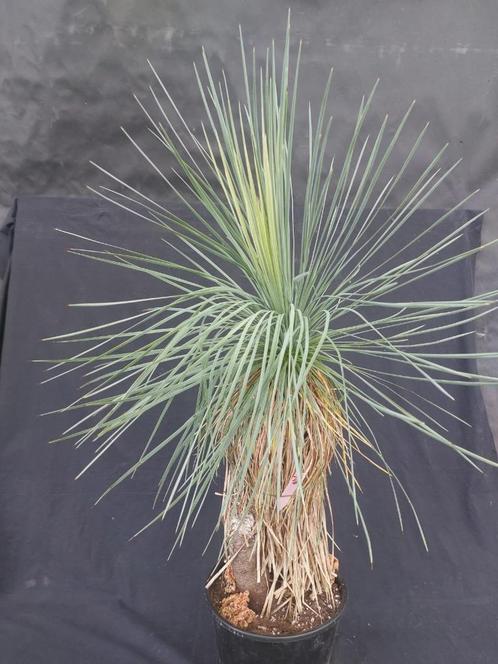 Yucca linearifolia ssp. Galeana 22, 95 cm, stam 45 cm, Tuin en Terras, Planten | Tuinplanten, Vaste plant, Overige soorten, Volle zon